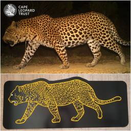 Leopard sign - Fynbos Trust male